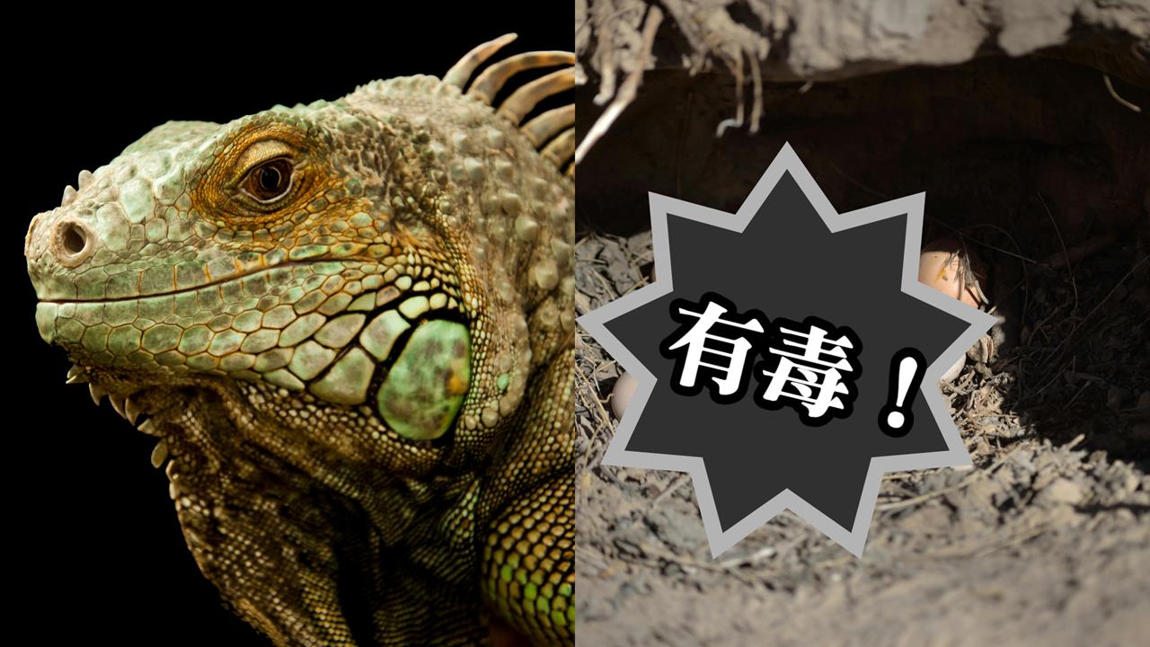 34歲柬埔寨男吃「帶卵蜥蜴」被毒死!2名目擊孩童曝:早就警告了