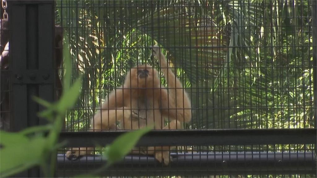 動物園11隻猴暴斃謎團揭曉 竟因翻土導致感染「人畜共通」傳染病