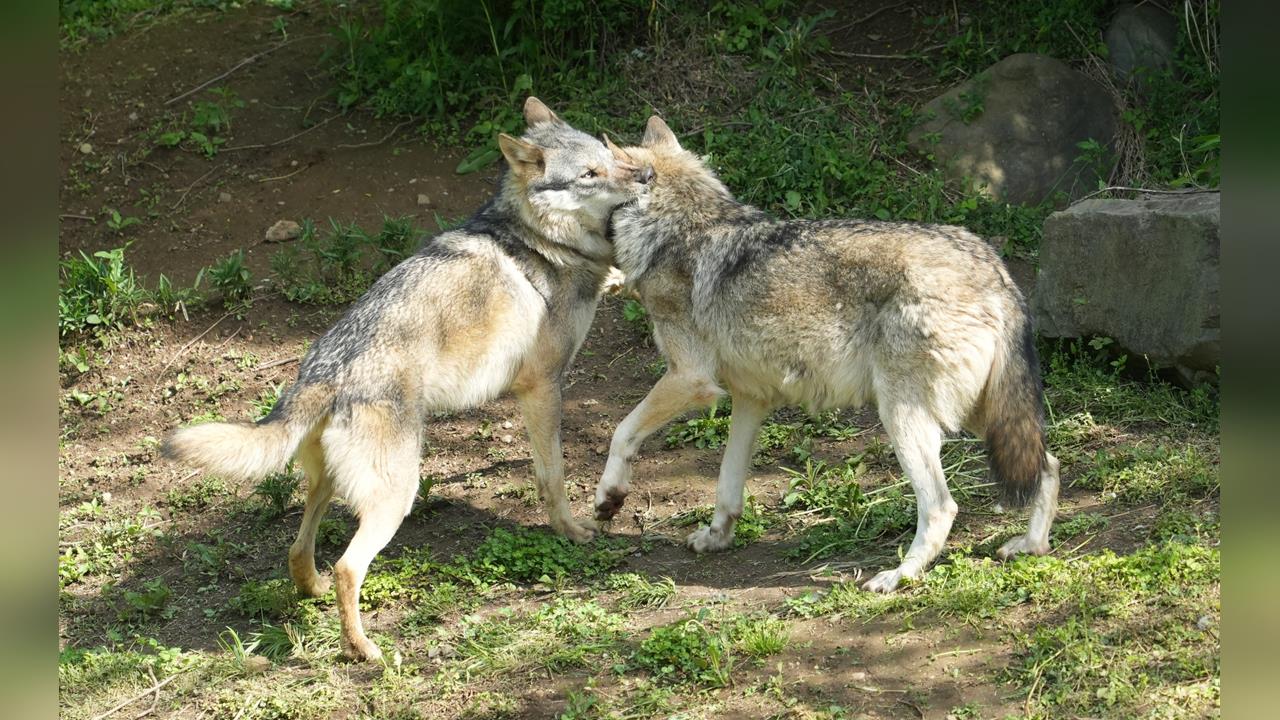東京多摩動物公園「野狼脫逃」　上演「捕狼大作戰」數小時後捕獲