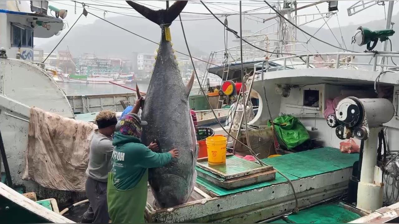 連莊「蘇澳第一鮪」！全昌隆168號再奪冠  捕獲去鰓重達270公斤黑鮪魚