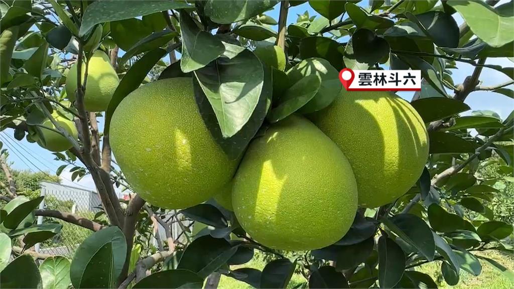 防颱大作戰！　「杜蘇芮」颱風步步進逼　中部果農提前搶收盼降農損