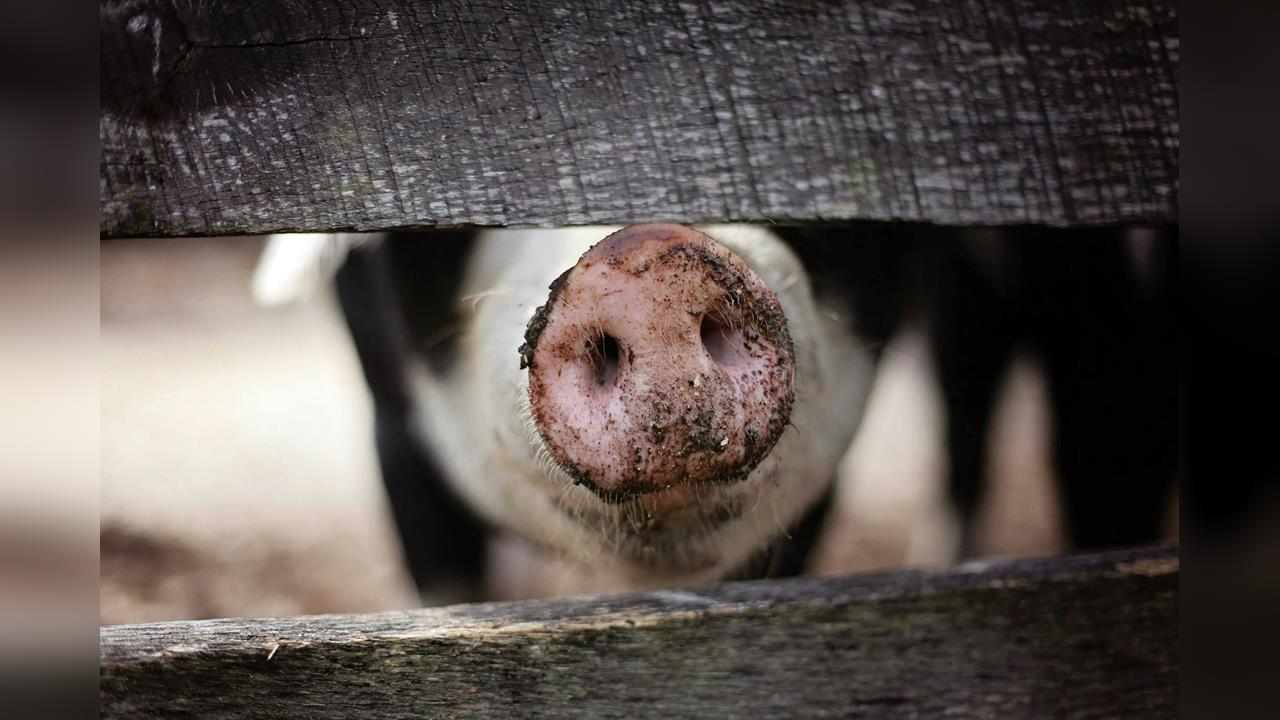 毛豬拍賣價偏高 苗縣:供不應求已協調增加拍賣量