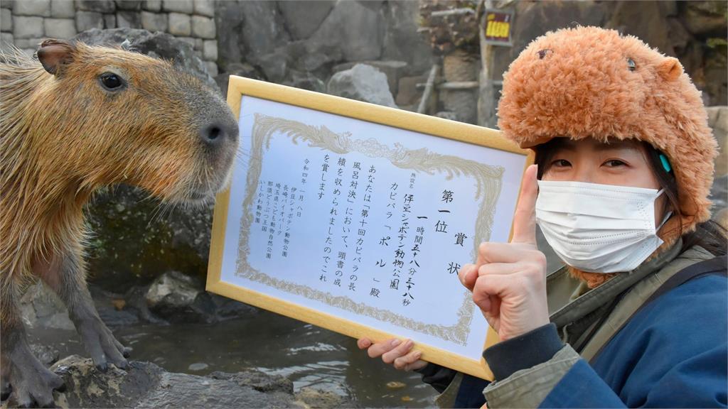 日本人超狂！第10屆「水豚溫泉耐力賽」　牠泡118分鐘呆萌奪冠