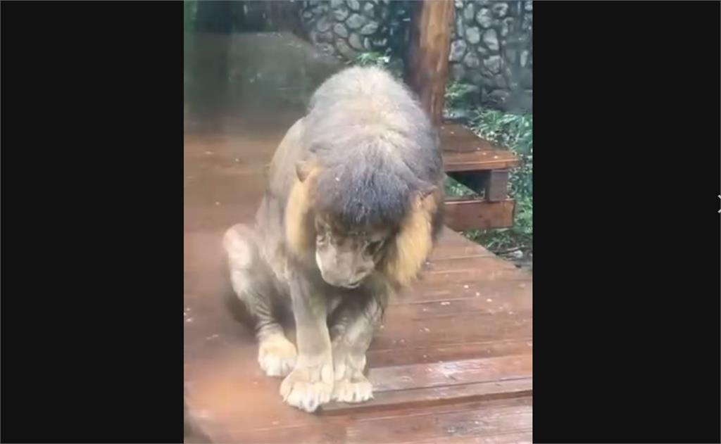 壽山動物園非洲獅「小辛」低頭淋雨　網友：做錯事被老婆趕出來？