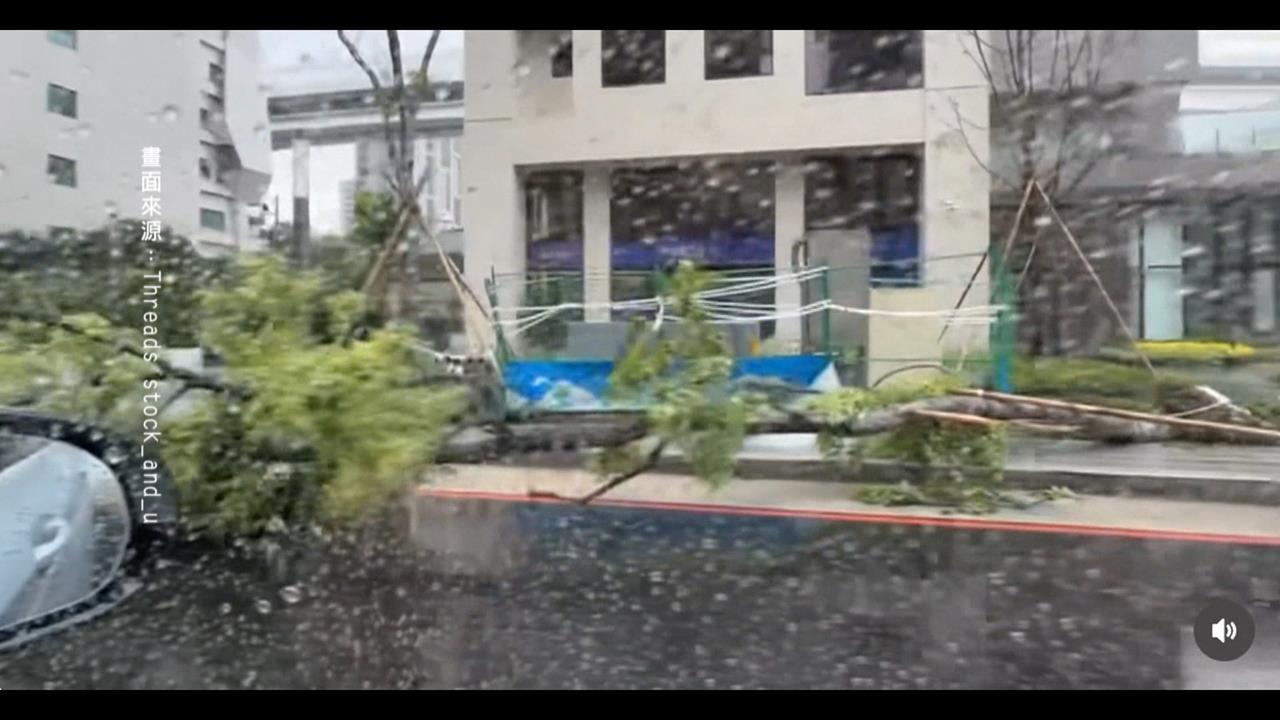 法籍男子首遇颱風　見狂風驟雨、路樹倒一片不敢置信