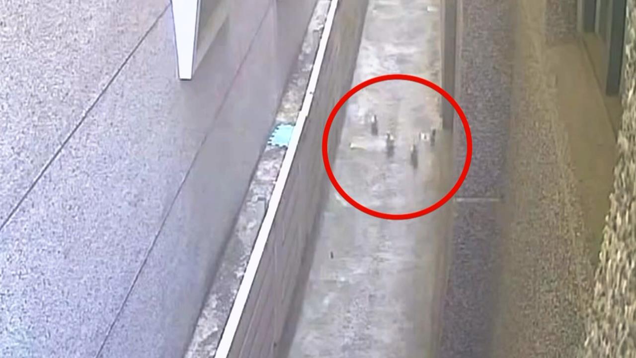 蔬果店老闆變鴨爸爸　48隻小鴨雨天「受潮悶熱」孵出