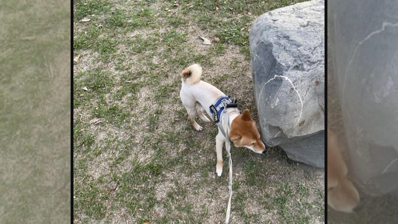 高雄警攜愛犬扮民眾遛狗埋伏　抓偷香爐賊再揪竊盜2條通