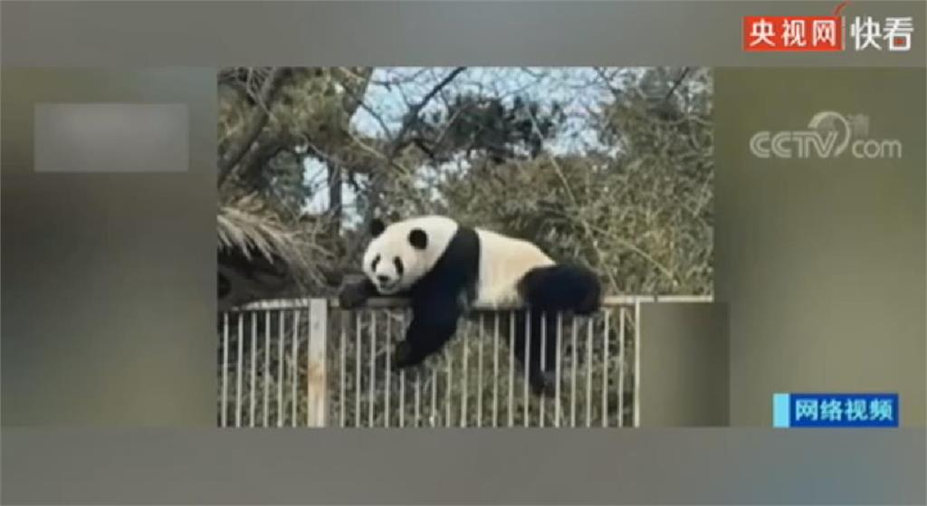 北京動物園明星貓熊　試圖「越獄」冒險