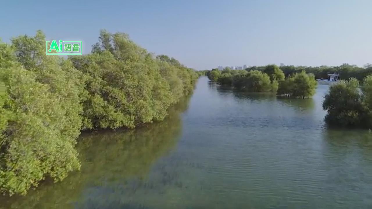 美伊戰火引發石油污染　波斯灣海洋生態告急