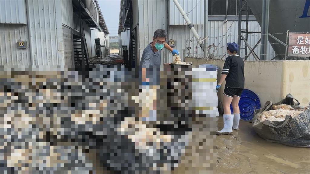 9／10嘉義暴溢堤沖垮圍牆　養雞場六萬隻雞淹死、設備全泡水