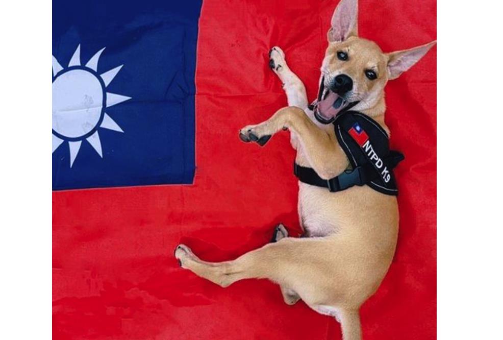 快新聞／全台首度採用「台灣純種高砂犬」當警犬有望！　Jaguar「這長才」超亮眼