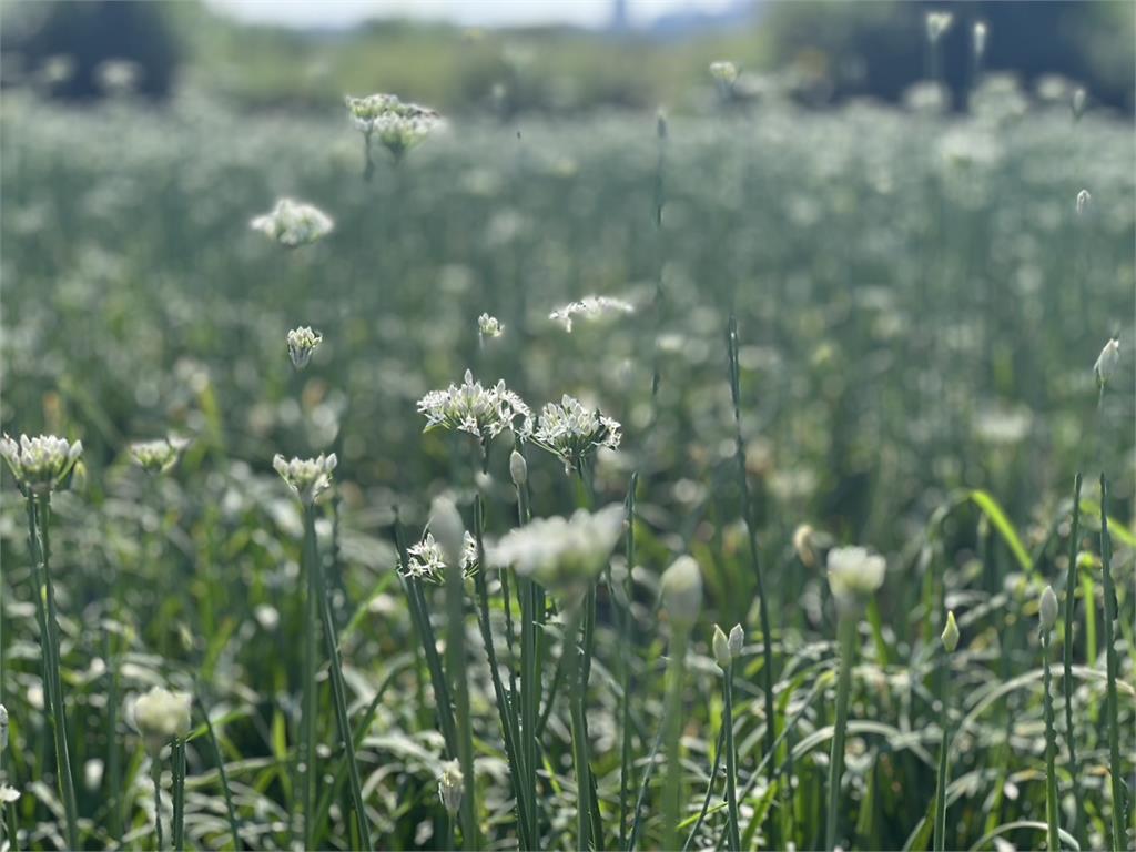 大溪韭菜花季8/30熱鬧登場！周邊交通資訊一次看