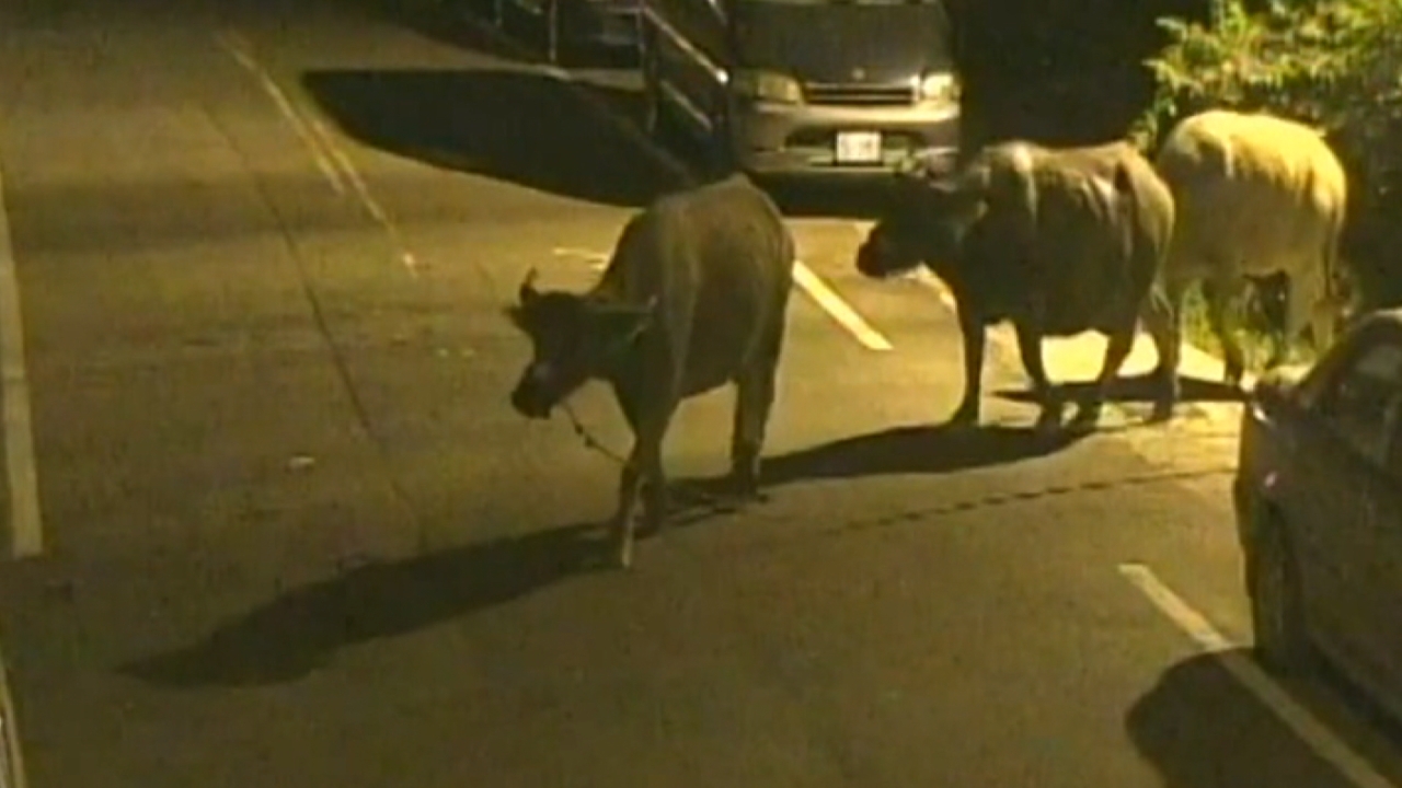 三頭水牛悠哉逛大街！飼主急跳腳、民眾好驚嚇