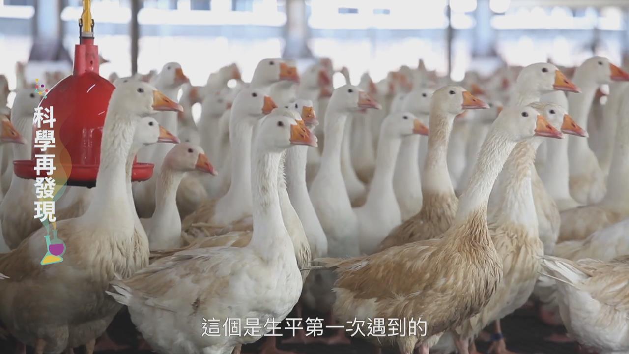 為防禽流感感染擴大 國家防疫體系持續加強