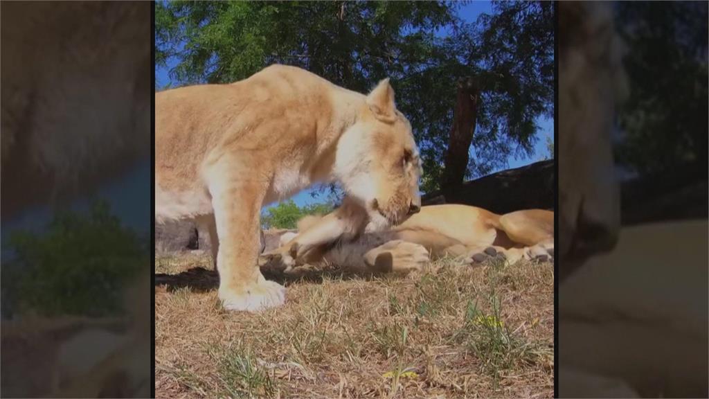 美動物園調皮獅子偷走攝影機　腳踢、舌頭舔畫面全都錄