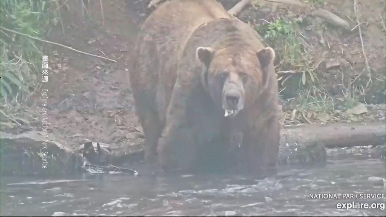 超過150萬人投票！　阿拉斯加「胖熊賽」登場　超過540kg大棕熊奪冠