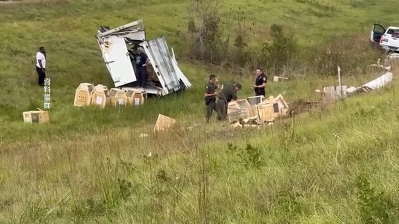 美國實驗室猴子闖民宅 屋主5寶媽護子心切「開槍射殺」