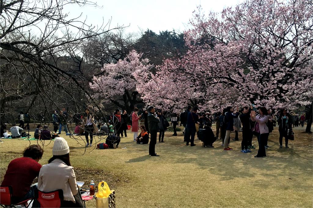 快新聞／日本櫻花開了！高知開出今年最早櫻花　東京有望明天開