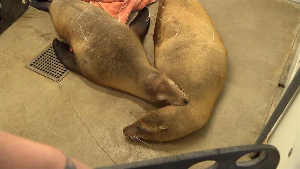 發狂？美爆發海獅攻擊人　專家：毒藻類繁殖釀上百隻海獅「中毒」死亡