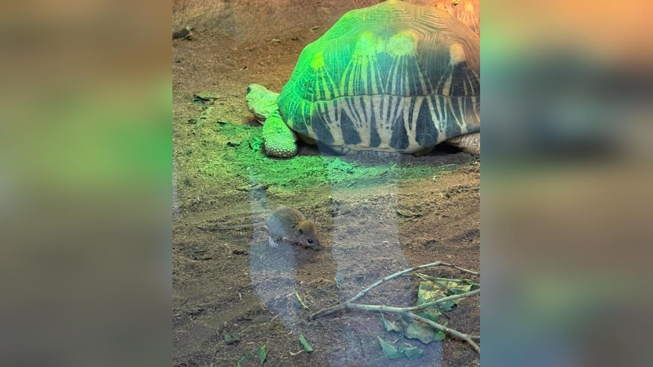 快新聞／北市鼠患升溫？木柵動物園「米奇」亂竄　民怨：蔣萬安何時處理