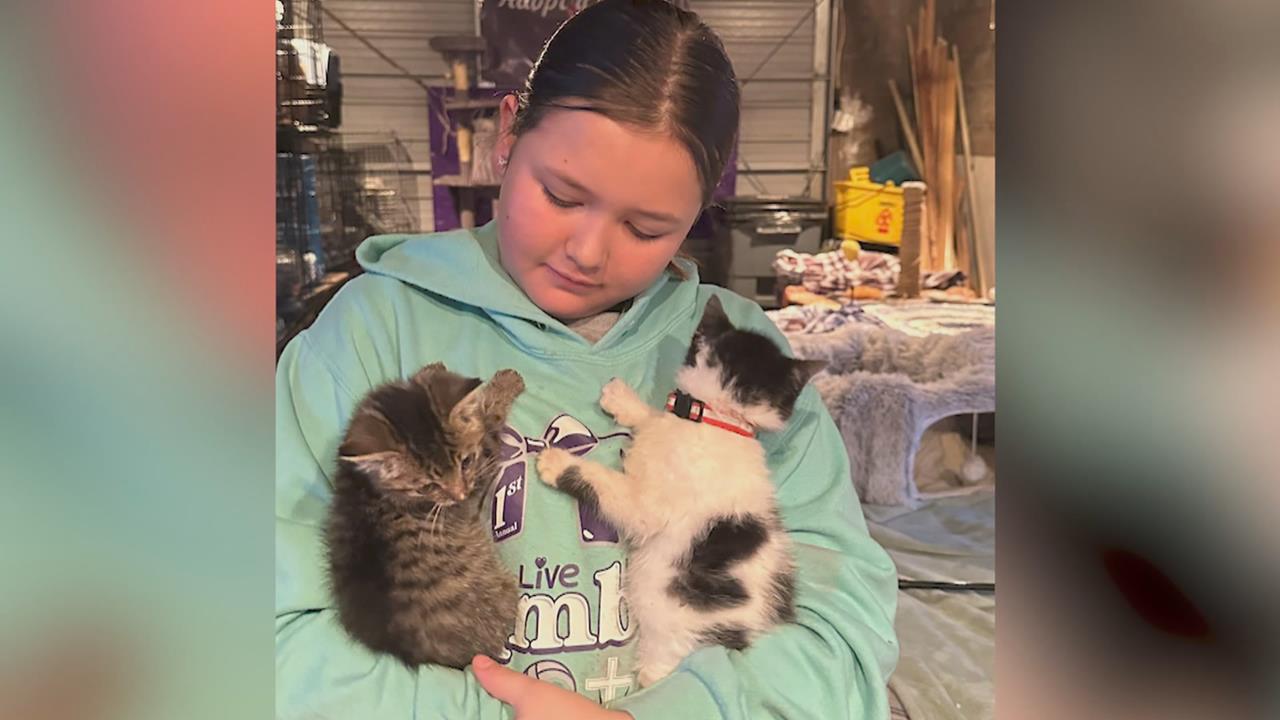 收編87隻貓! 美國13歲女童成立"浪貓中繼站"