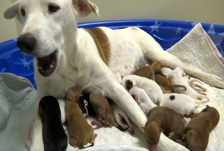 混血拉不拉多犬生下20隻小寶寶 堪稱超級狗媽媽