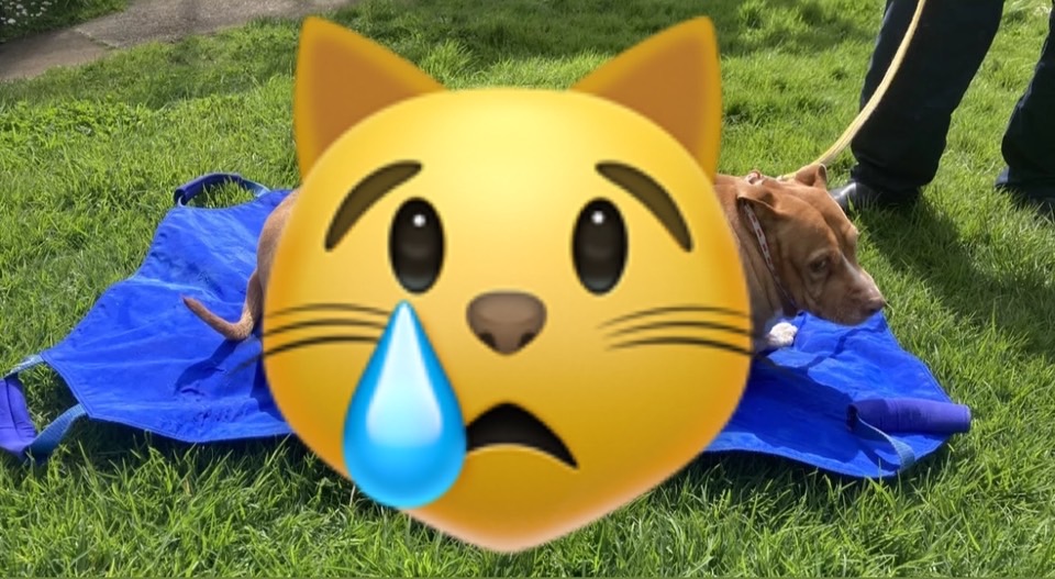 她日餵飼料+10塊雞肉讓狗狗「活活胖死」！遭判刑2個月監禁、萬元罰款