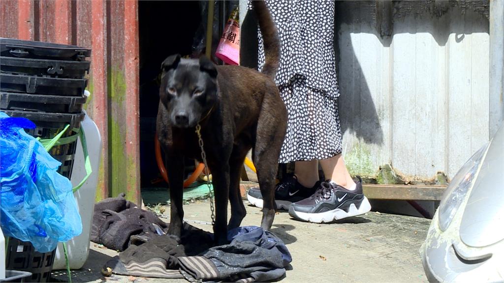 驚傳中和狗將女童咬見骨 母泣：飼主態度惡劣