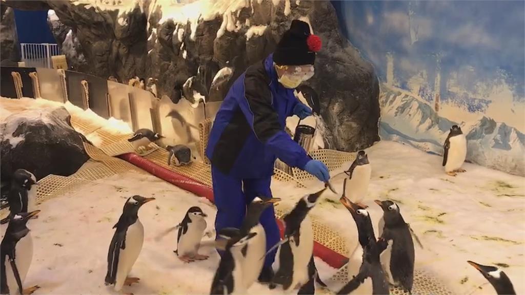 全台唯一餵食企鵝體驗　海生館0.1毫米接觸超療癒