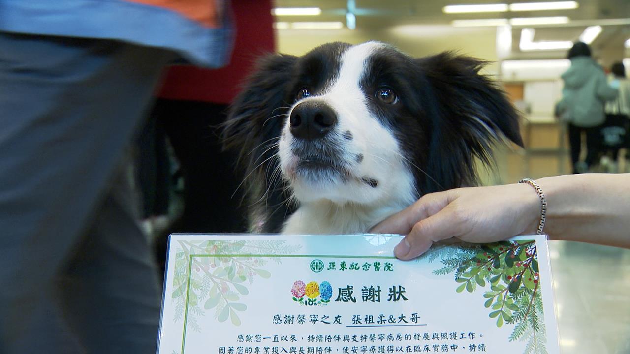 當毛小孩來敲門　治療犬貓走進安寧病房陪伴病友