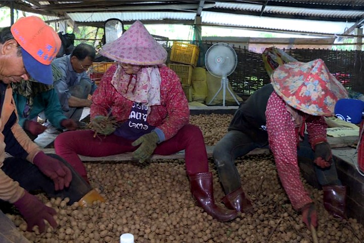 龍眼產量稀落 農民：連工錢都賺不回