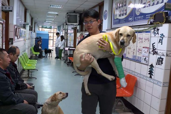 趾尖炎又踩到汽油 搜救犬「鐵雄」跛腳