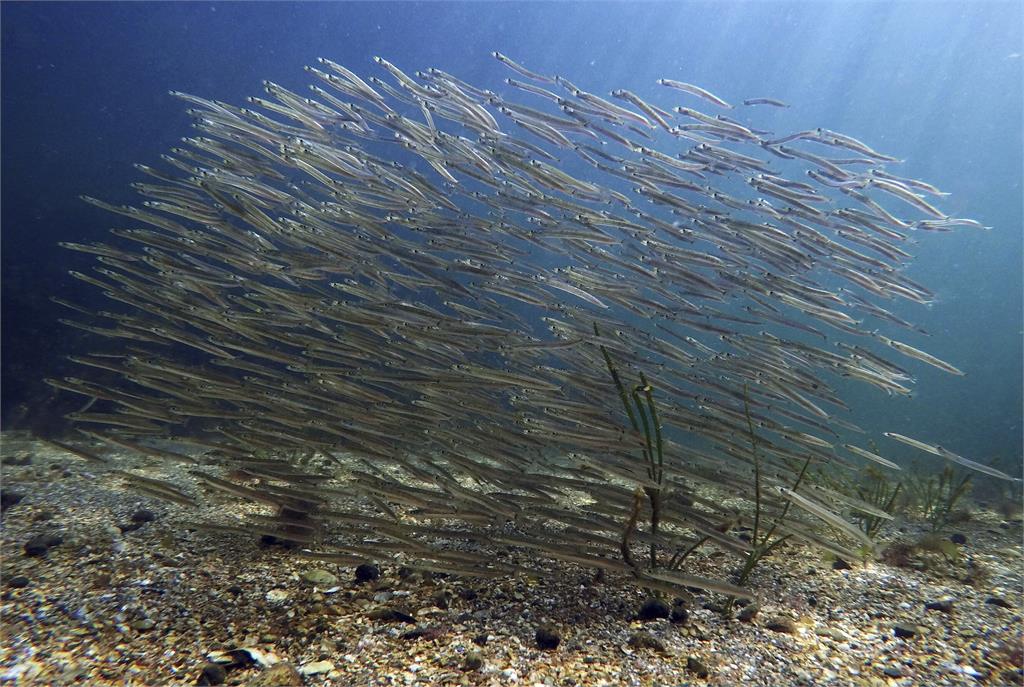 水溫上升海藻死亡、海底沙漠化　漁業資源拉警報！龍蝦數量銳減