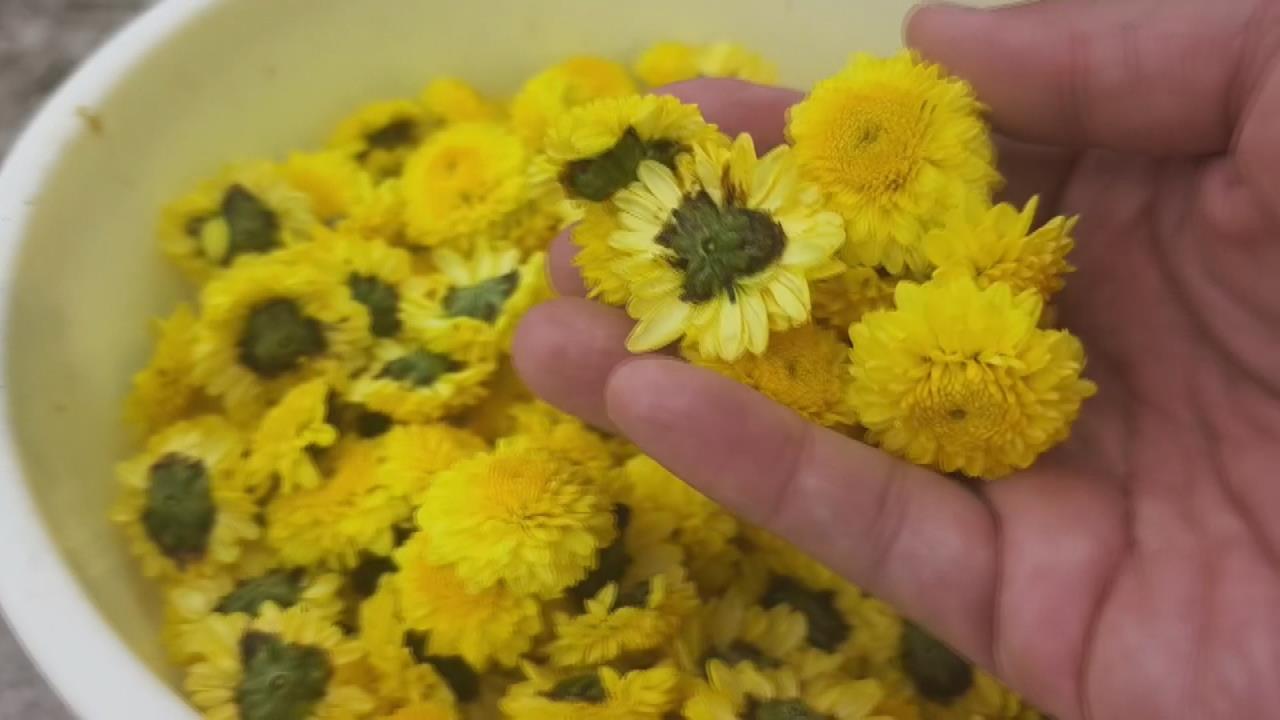 銅鑼杭菊幸運躲過風災　　開花大約四成吸引遊客拍照