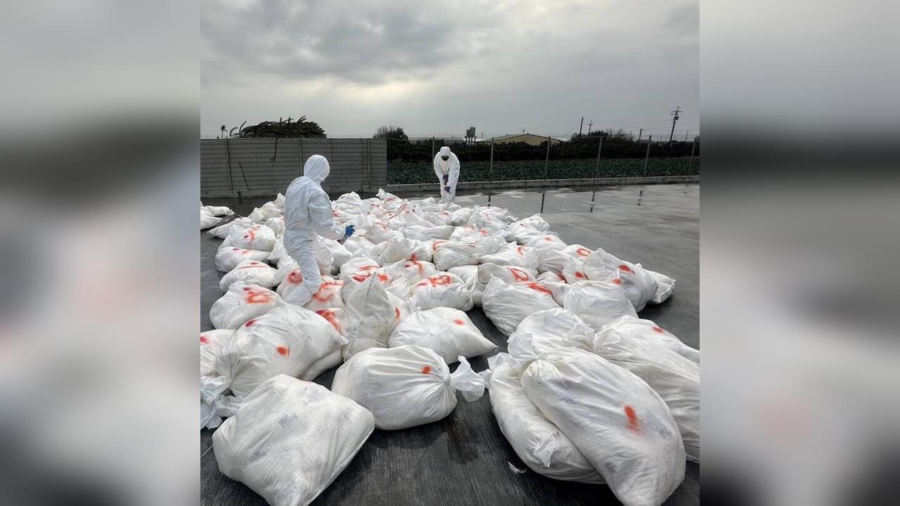 快新聞／彰化芳苑又爆新型H5N1禽流感疫情　急撲殺2.7萬隻蛋雞