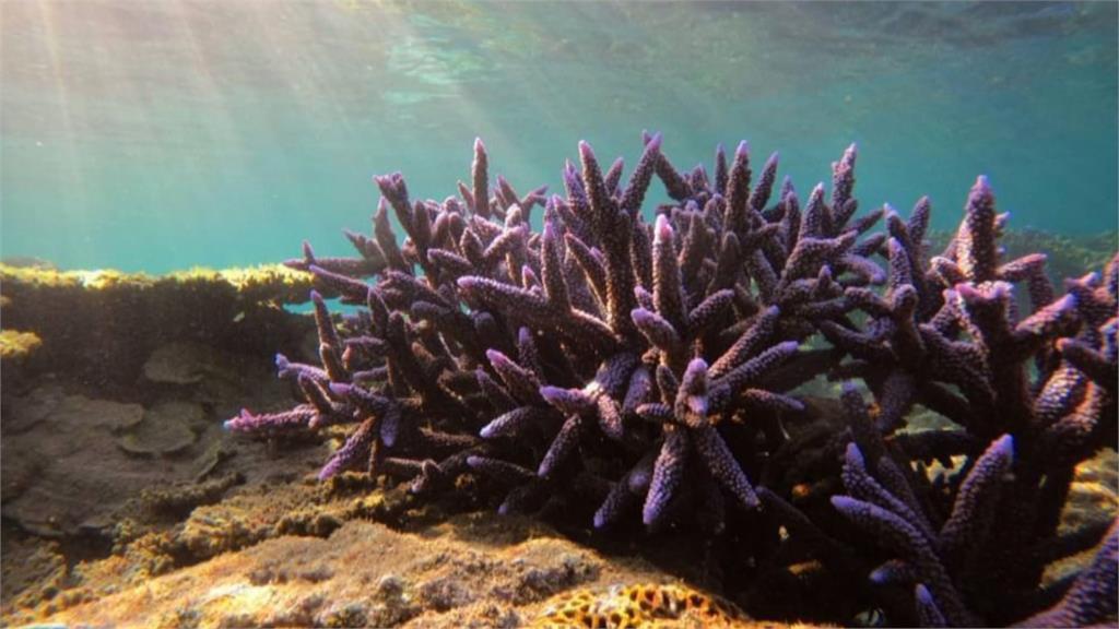 澎湖「海底薰衣草森林」　鹿角珊瑚覆蓋率大減