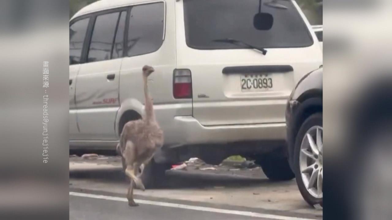 工廠門沒關好! 宜蘭"鴕鳥逃家" 街頭上演人鳥追逐戰