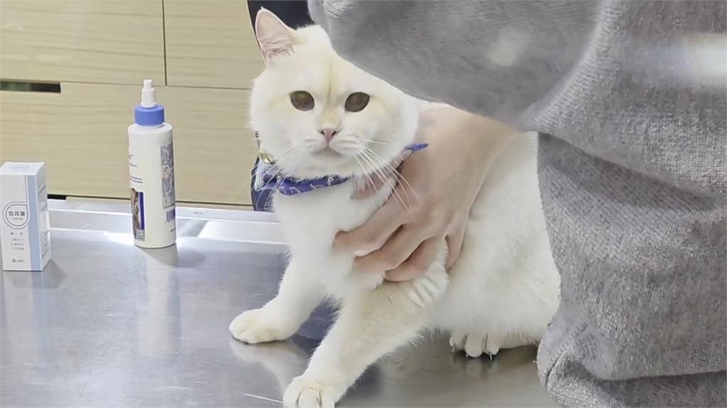 又是詐騙!基隆獸醫「幫毛孩拉票」遭盜帳 點連結投票就中招