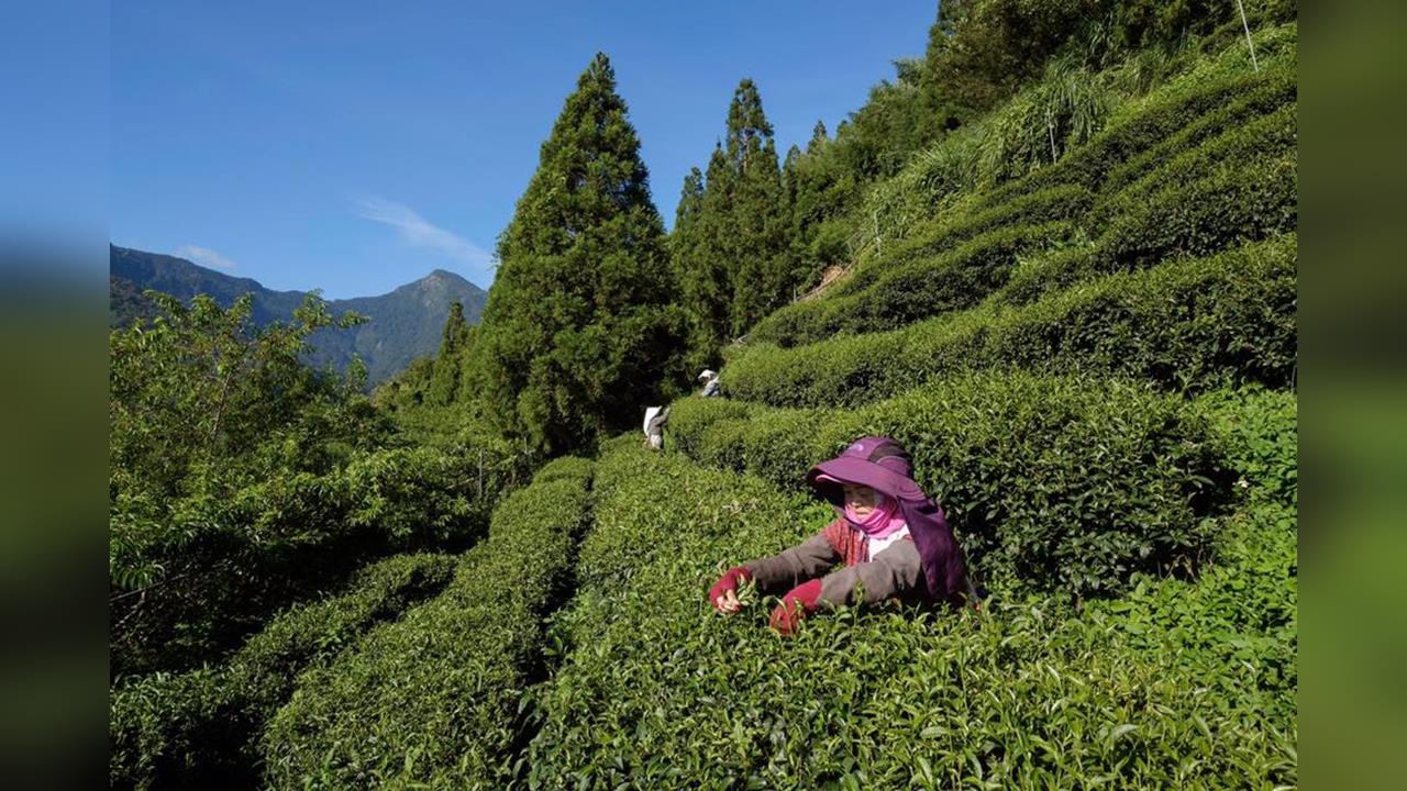 不除草反而更好?土地「存」二氧化碳 農業新耕作制度對抗氣候變遷