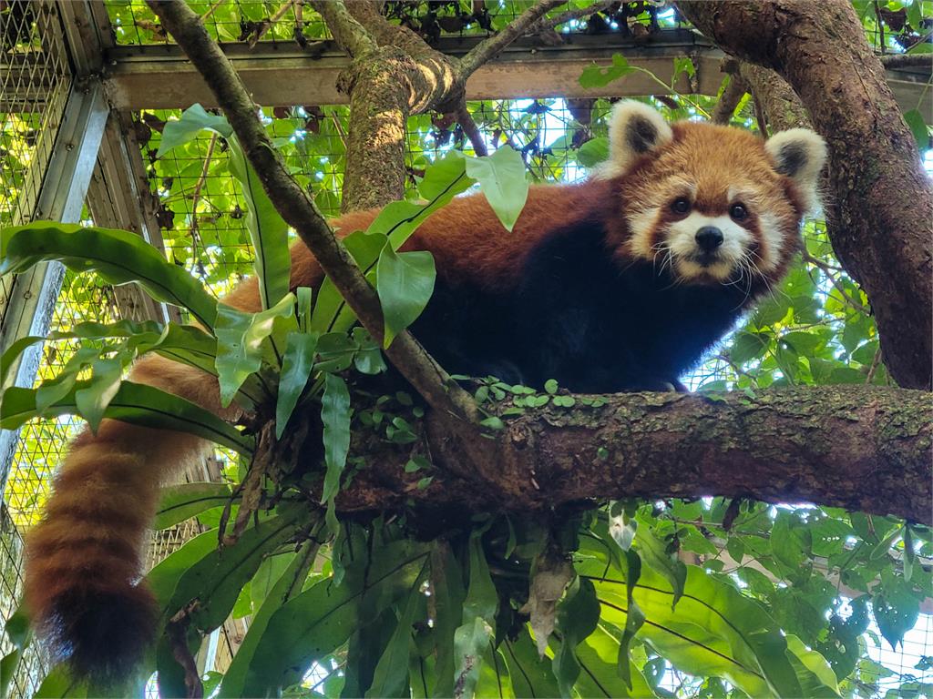 快新聞／再見了！小貓熊「YaYa」　北市動物園今證實：腦水腫病變離世