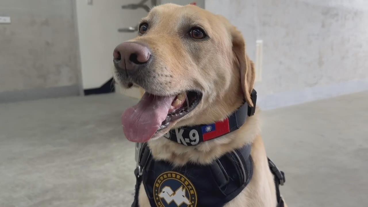 警犬、搜救犬成最萌生力軍！　新警犬「大福」報到萌翻網友