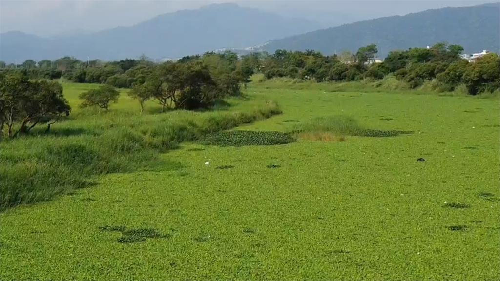 這是河川還是草地？宜蘭河優養化釀生態危機