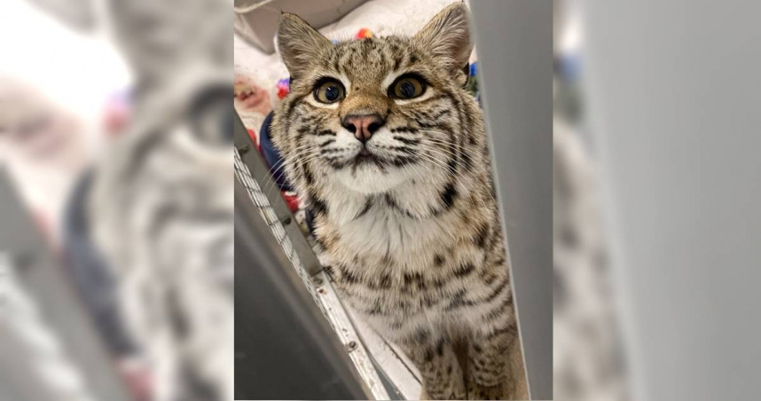 大雪中救「流浪貓」！女餵食後PO網尋主　動物專家揭真實身分