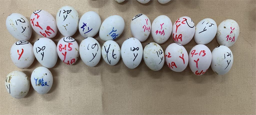 保育鳥類非法交易! 鸚鵡走私黑市不法獲利上千萬
