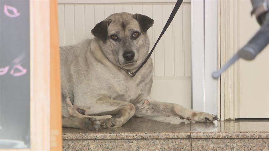 動保處人員未掛證件　愛犬在家門口險被抓走