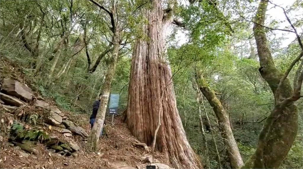 快新聞／全台10大千年老樹就有5棵在這裡　拉拉山森林遊樂區開園了！