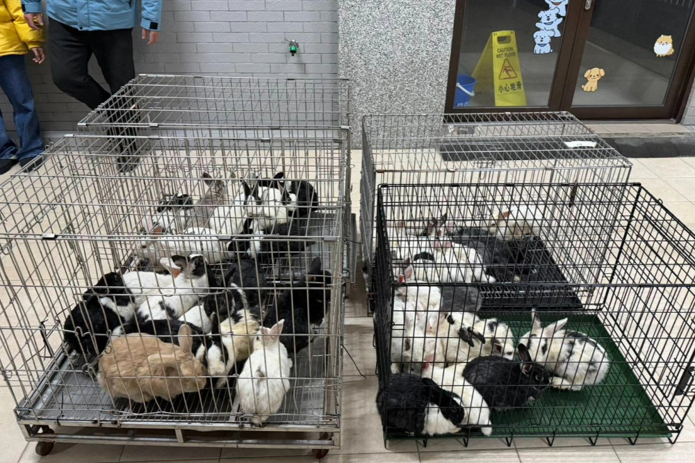 新竹狠心飼主寒冬棄養46隻兔子　1隻遭凍死