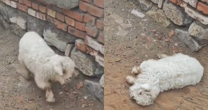 一被碰到就裝死！陸「戲精小羊」爆紅　網友開價136萬求購