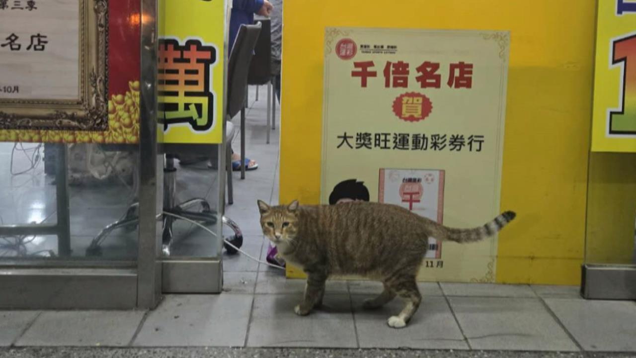 超萌「招財貓」！台中開３.１５億頭獎　店貓開獎當天「喵喵叫」報喜