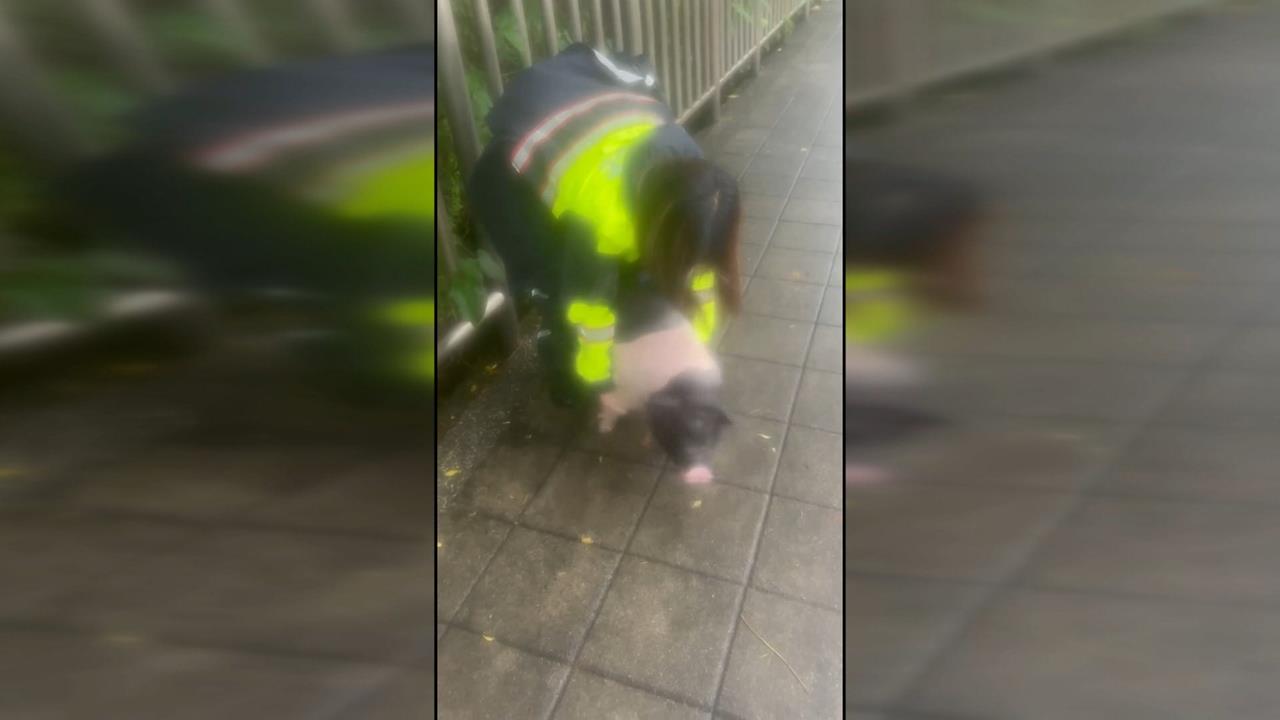 豬豬逛淡水大街！2隻麝香豬閒晃　險遭騎士撞上"一隻在逃"